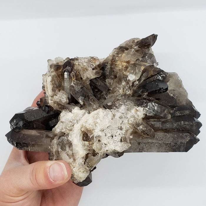 Multi-Terminated Points Smoky Quartz