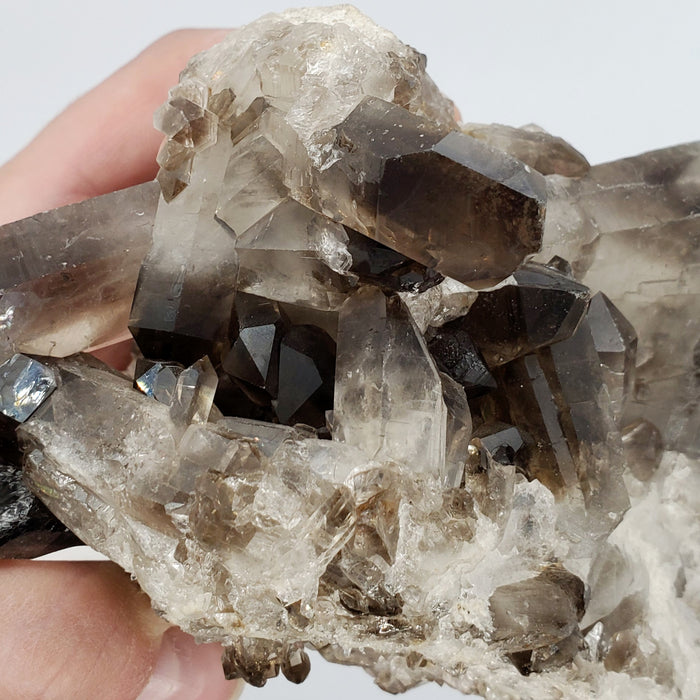 Multi-Terminated Points Smoky Quartz