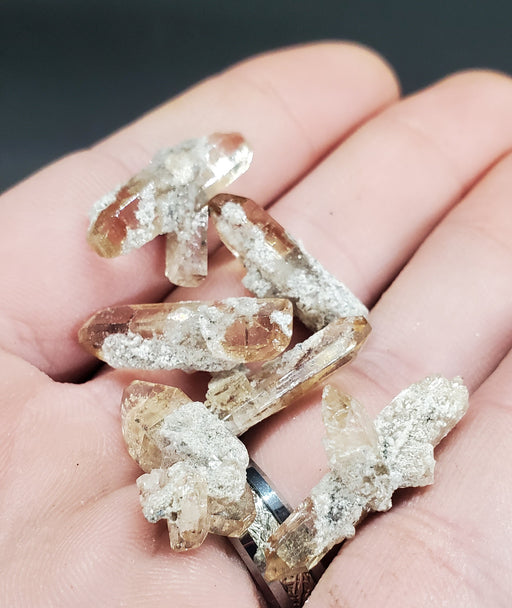 In Stone Fossils