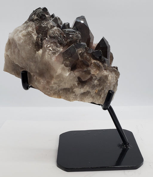 In Stone Fossils