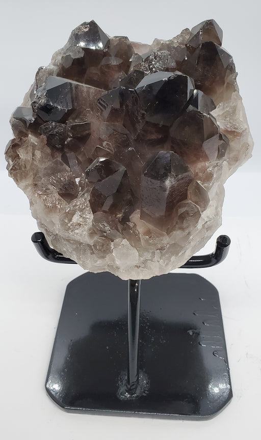 In Stone Fossils