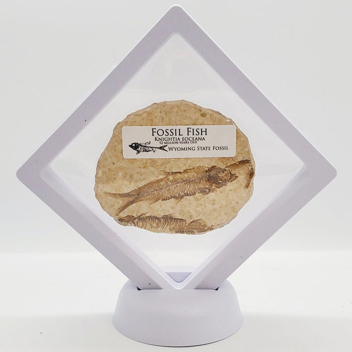 Knightia Mini Fish in a Case (Unrestored)