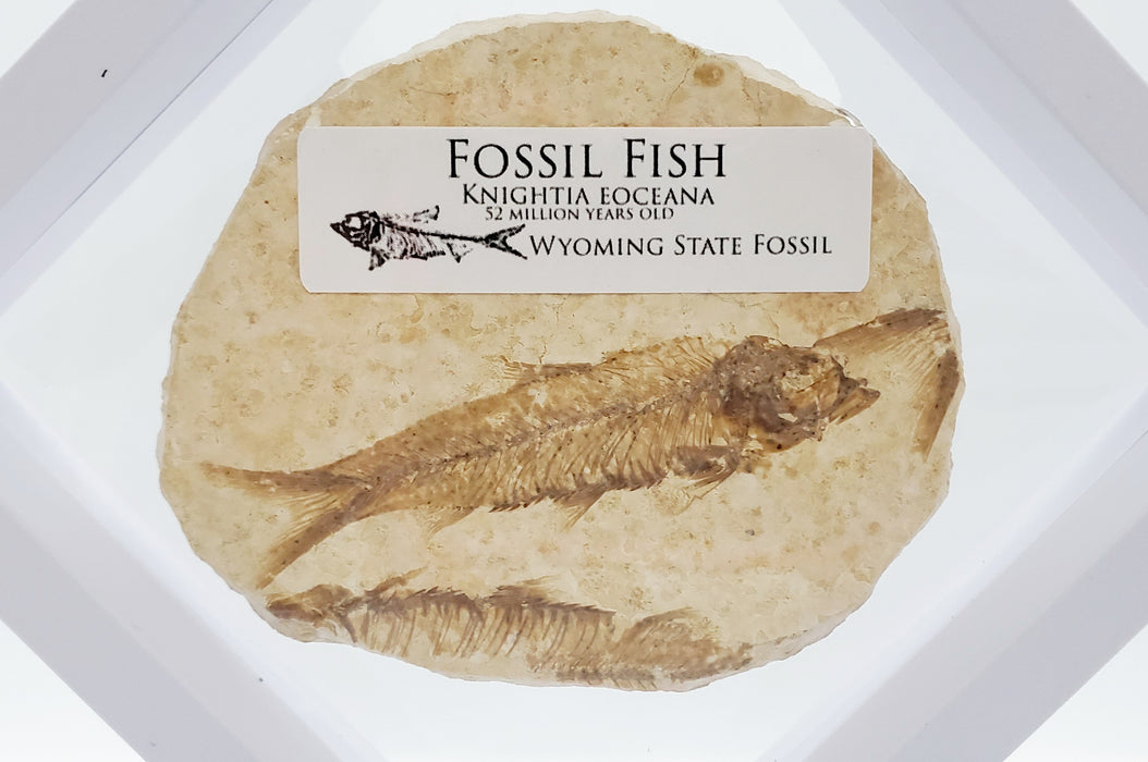 Knightia Mini Fish in a Case (Unrestored)