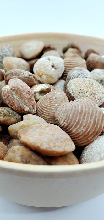 Fossil Bivalve Clam Shells