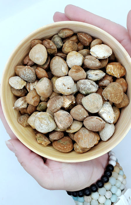 Fossil Bivalve Clam Shells