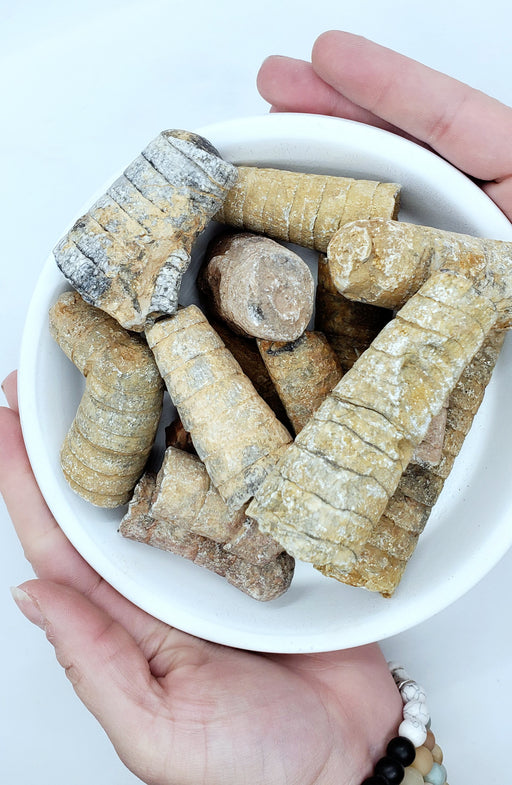 In Stone Fossils
