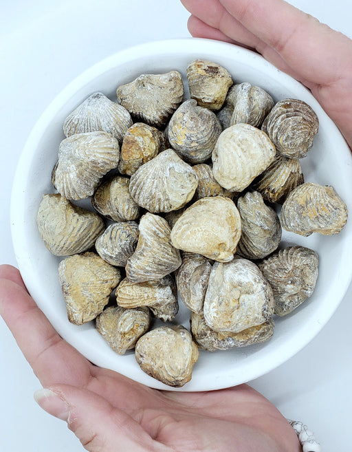 In Stone Fossils
