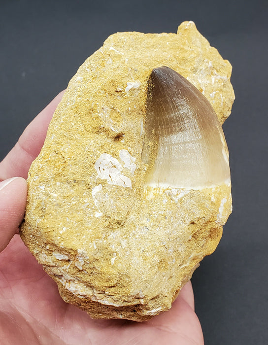 Huge Mosasaur Tooth in Matrix