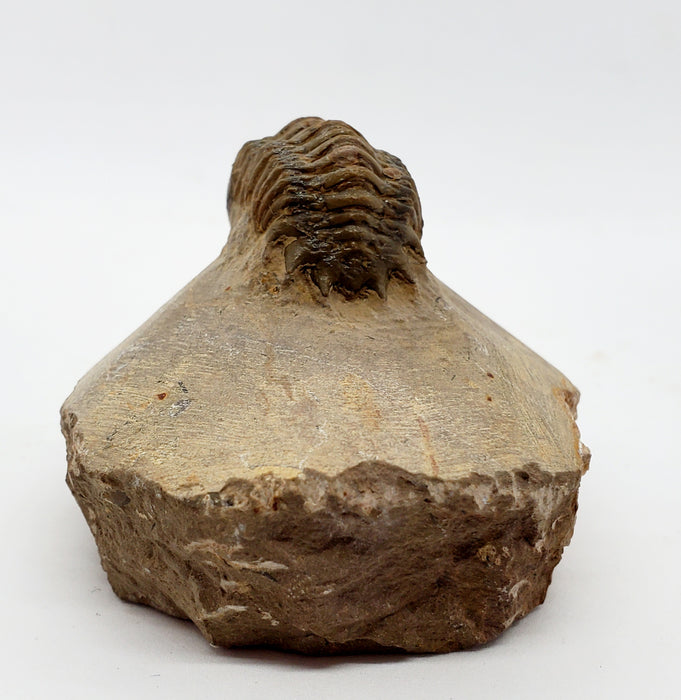Crotalocephalus gibbus Trilobite