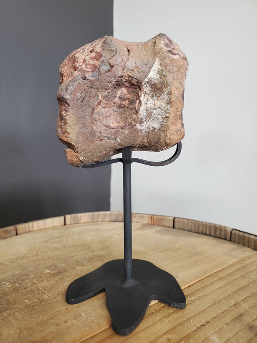 In Stone Fossils
