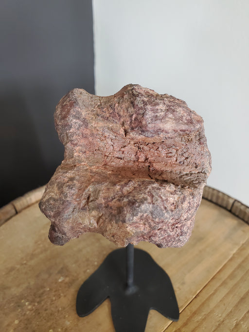 In Stone Fossils