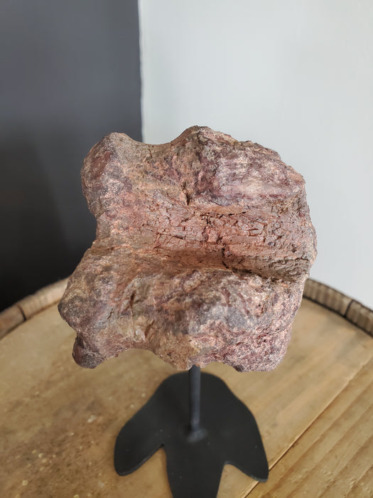 Camptosaurus aphanoecetes Vertebrae | Morrison Formation
