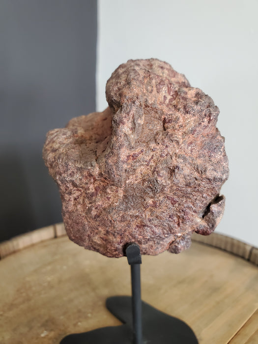 Camptosaurus aphanoecetes Vertebrae | Morrison Formation