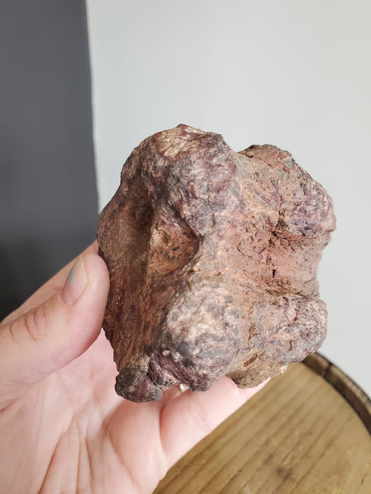 Camptosaurus aphanoecetes Vertebrae | Morrison Formation