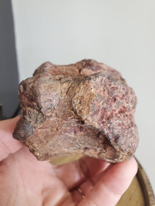 Camptosaurus aphanoecetes Vertebrae | Morrison Formation