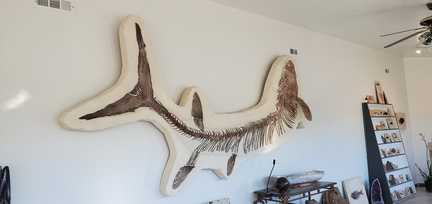 Xiphactinus audax | Monster Cretaceous Fossil Fish | Niobrara Chalk Formation, Kansas
