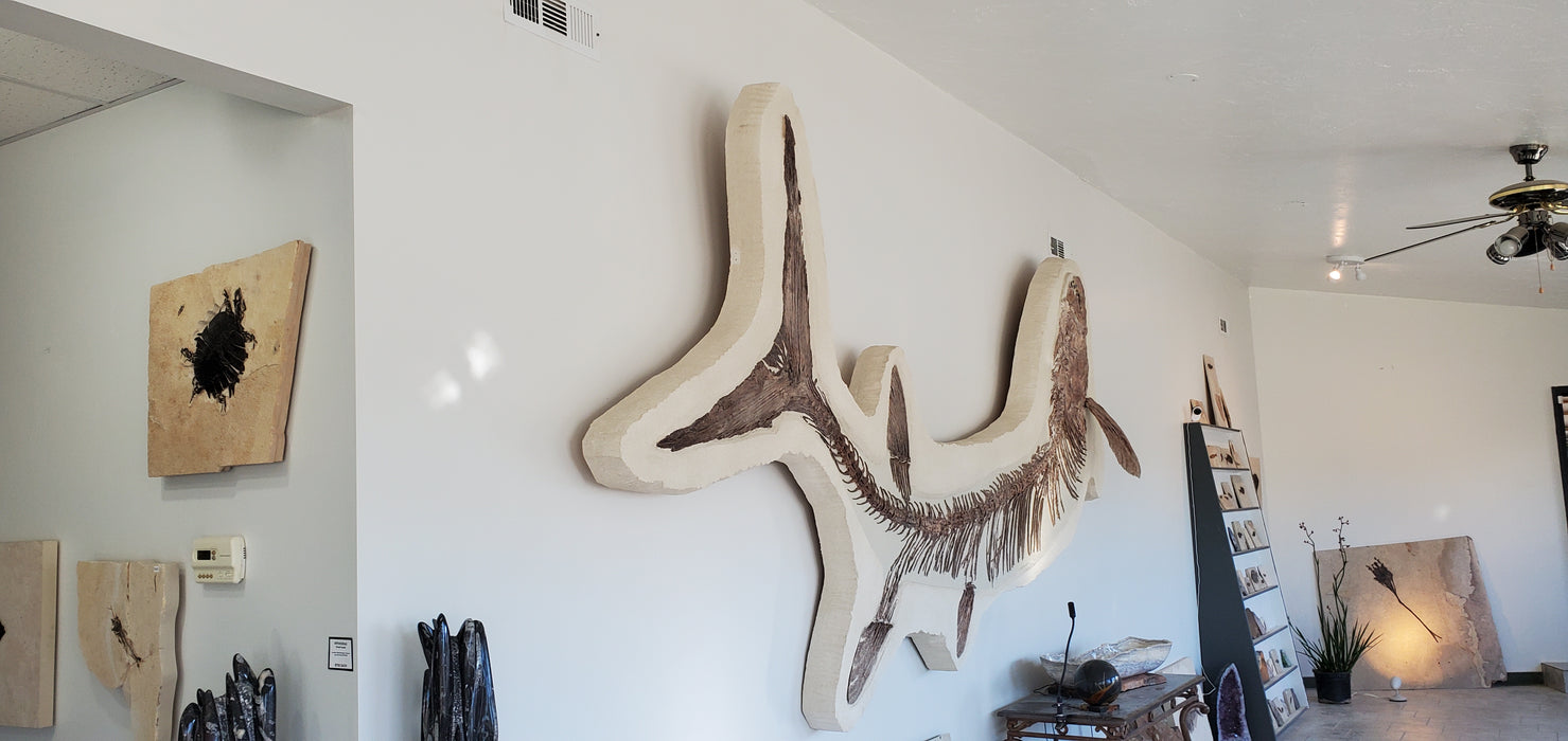 Xiphactinus audax | Monster Cretaceous Fossil Fish | Niobrara Chalk Formation, Kansas
