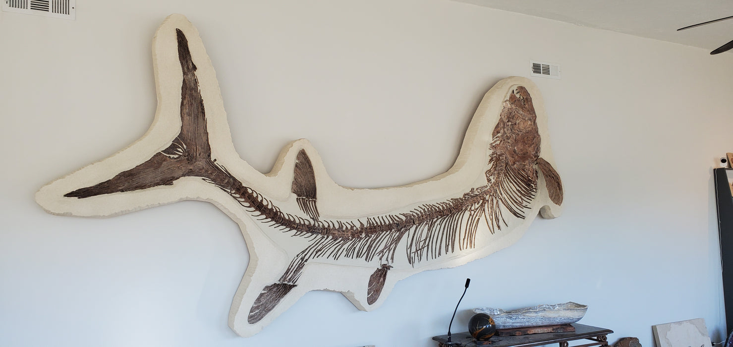 Xiphactinus audax | Monster Cretaceous Fossil Fish | Niobrara Chalk Formation, Kansas