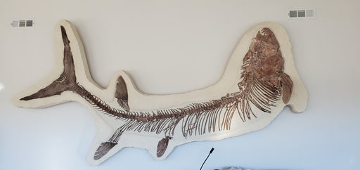 In Stone Fossils