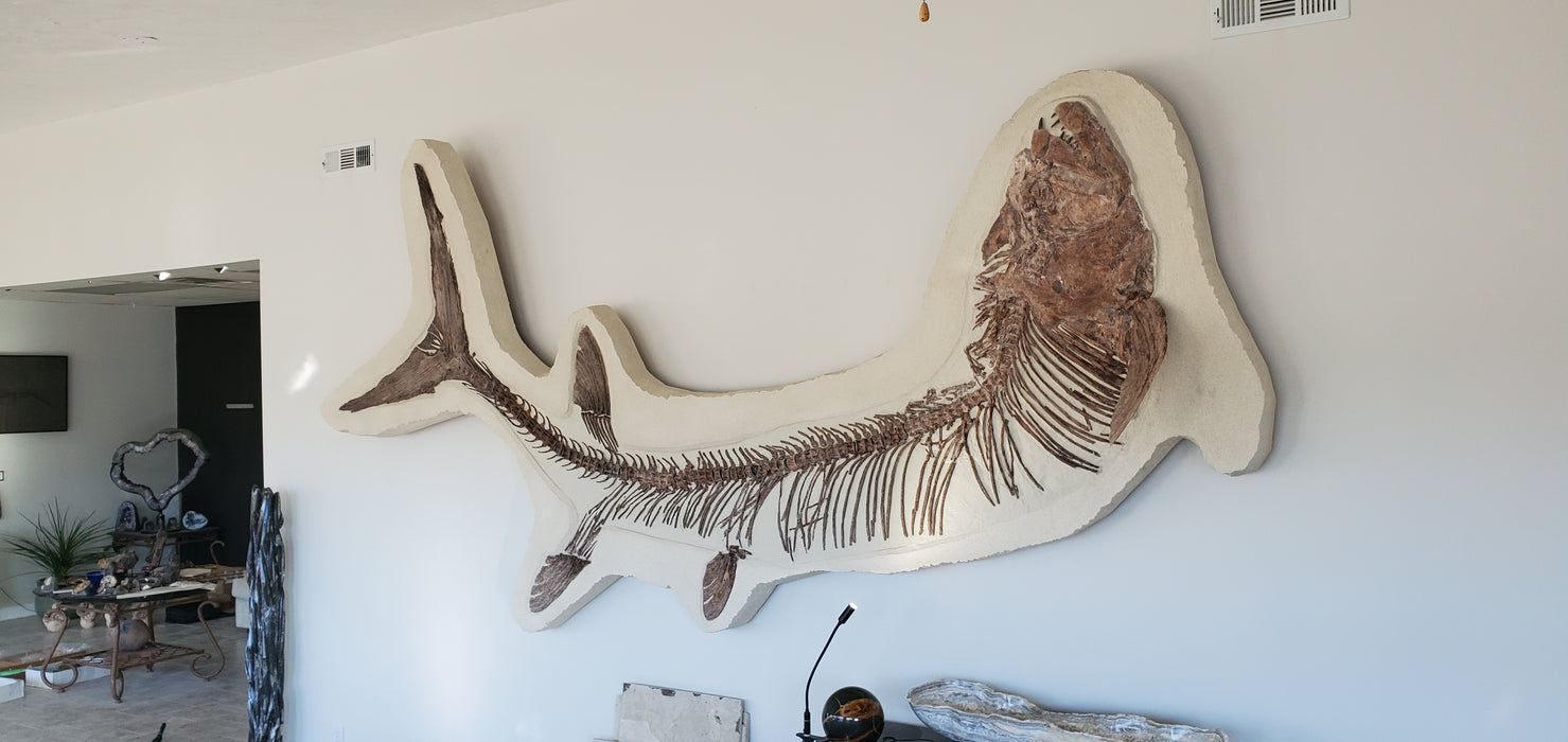 Xiphactinus audax | Monster Cretaceous Fossil Fish | Niobrara Chalk Formation, Kansas