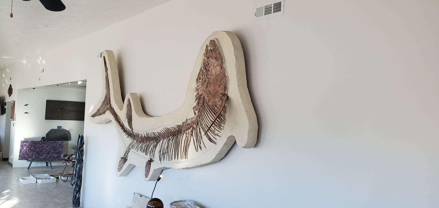 Xiphactinus audax | Monster Cretaceous Fossil Fish | Niobrara Chalk Formation, Kansas