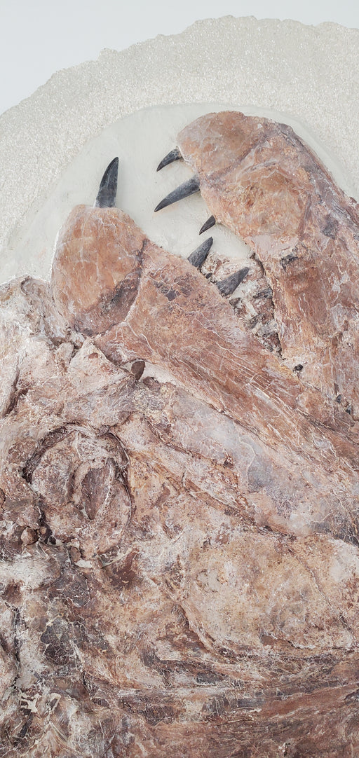 In Stone Fossils