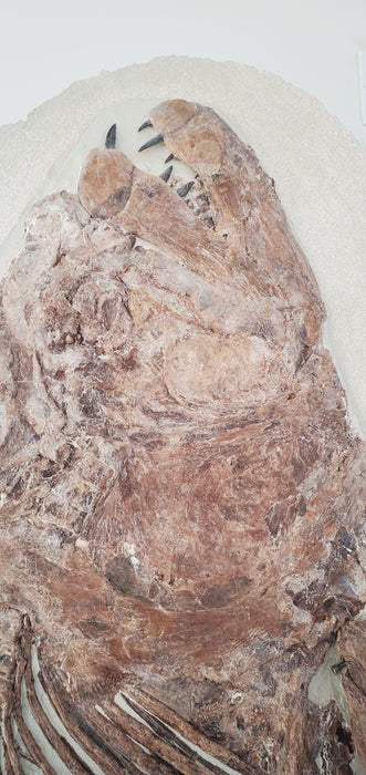 Xiphactinus audax | Monster Cretaceous Fossil Fish | Niobrara Chalk Formation, Kansas