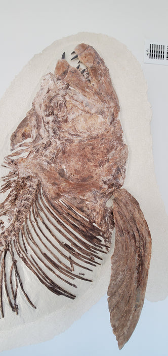 Xiphactinus audax | Monster Cretaceous Fossil Fish | Niobrara Chalk Formation, Kansas