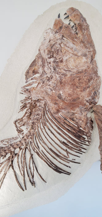 Xiphactinus audax | Monster Cretaceous Fossil Fish | Niobrara Chalk Formation, Kansas