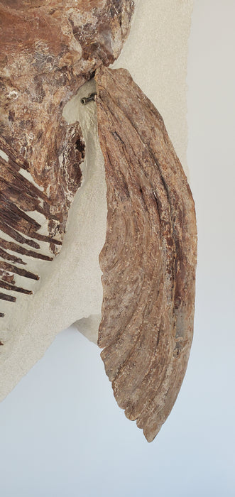 Xiphactinus audax | Monster Cretaceous Fossil Fish | Niobrara Chalk Formation, Kansas