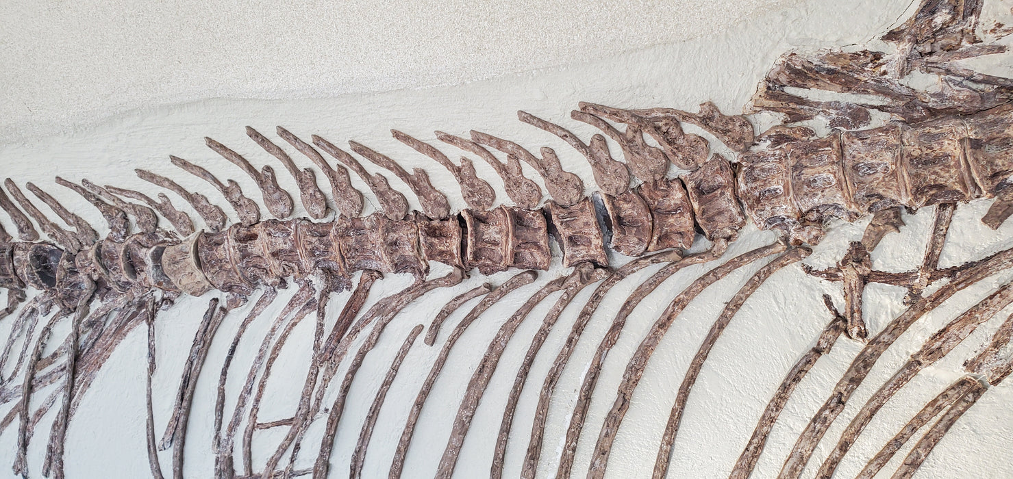 Xiphactinus audax | Monster Cretaceous Fossil Fish | Niobrara Chalk Formation, Kansas