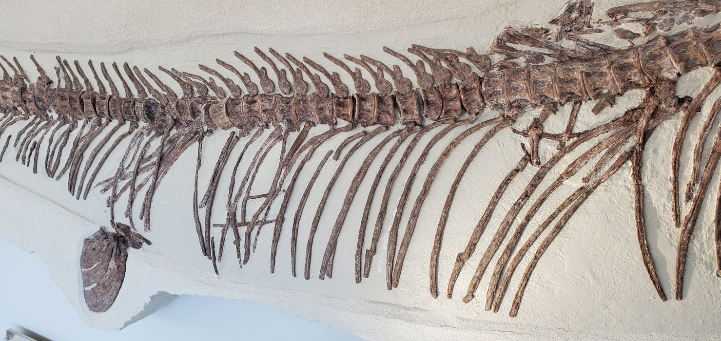 Xiphactinus audax | Monster Cretaceous Fossil Fish | Niobrara Chalk Formation, Kansas