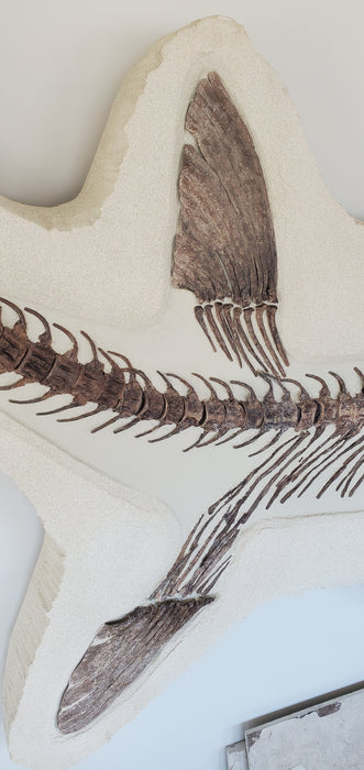 Xiphactinus audax | Monster Cretaceous Fossil Fish | Niobrara Chalk Formation, Kansas