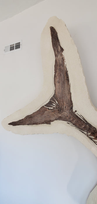 Xiphactinus audax | Monster Cretaceous Fossil Fish | Niobrara Chalk Formation, Kansas