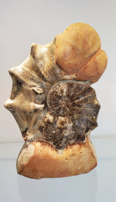 Ammonite Mammite Nodosoide | Morocco