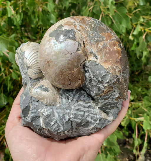 In Stone Fossils