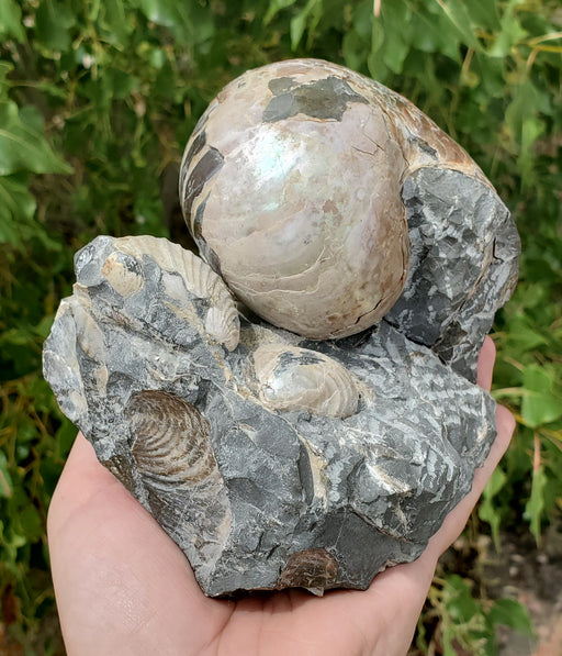 In Stone Fossils