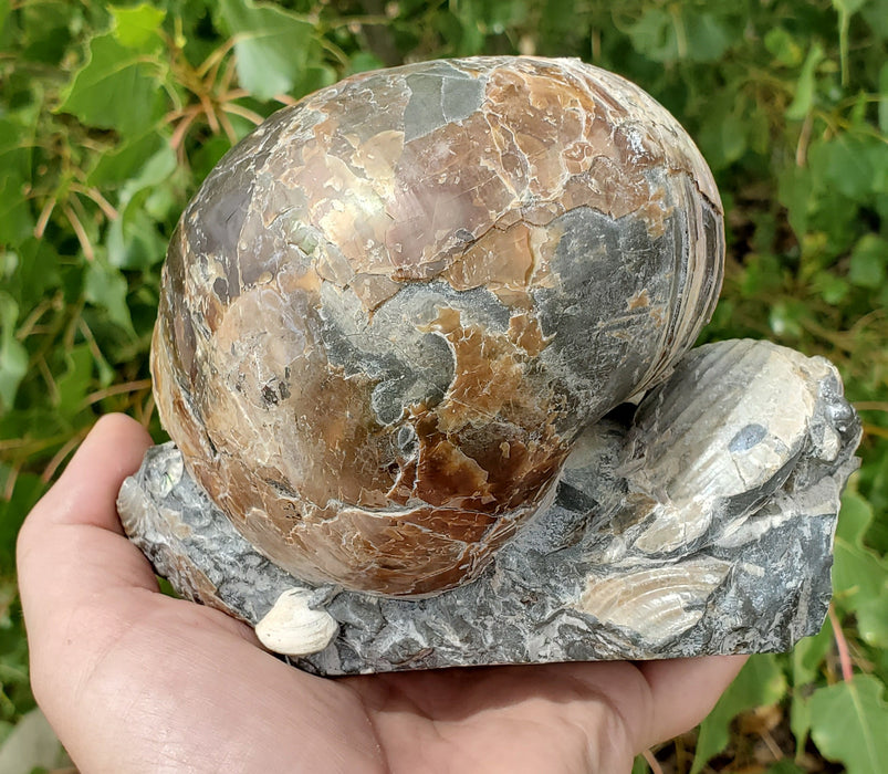 Eutrephoceras Nautilus Cluster | Fox Hills | Montana