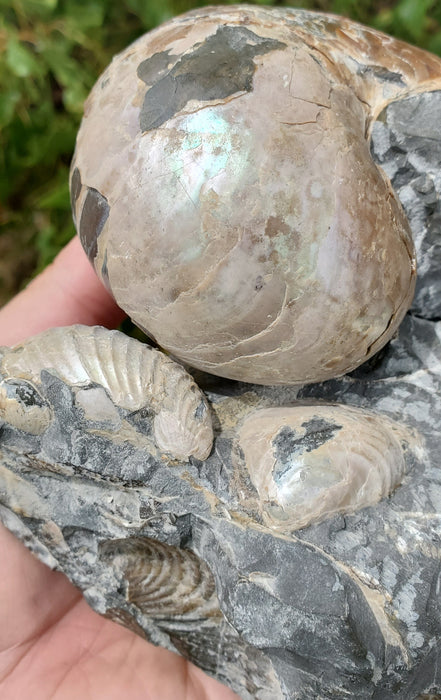 Eutrephoceras Nautilus Cluster | Fox Hills | Montana
