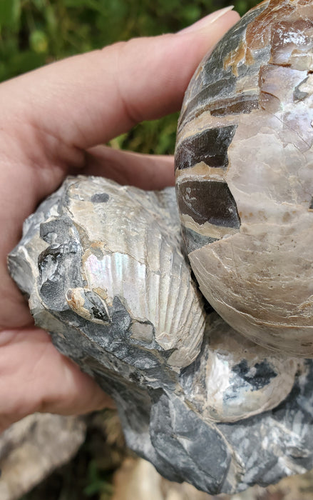 Eutrephoceras Nautilus Cluster | Fox Hills | Montana