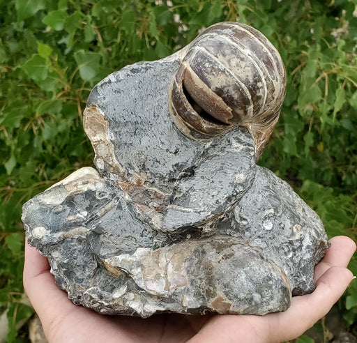In Stone Fossils