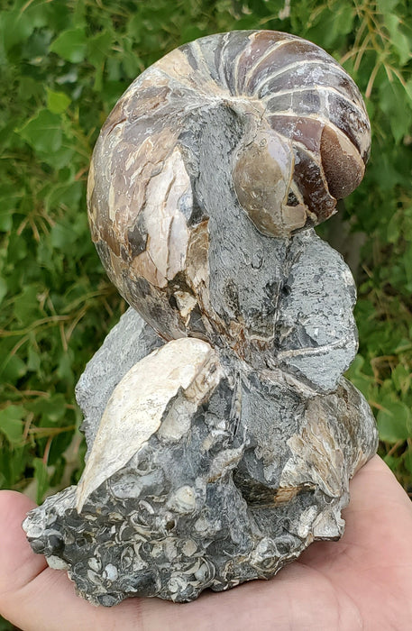 Eutrephoceras Nautilus Cluster | Fox Hills | Montana