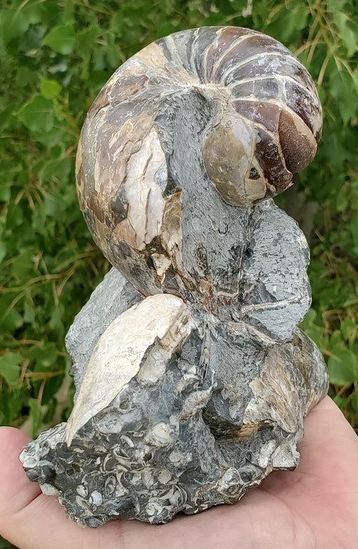 In Stone Fossils