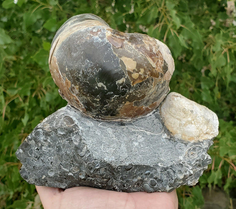 Eutrephoceras Nautilus Cluster | Fox Hills | Montana