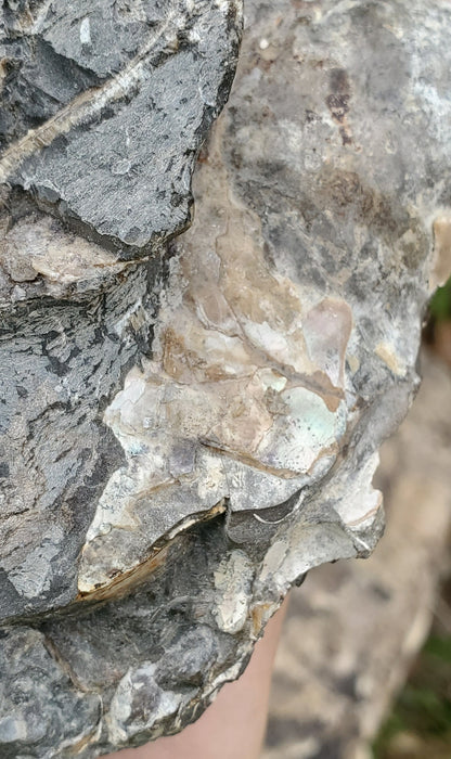 Eutrephoceras Nautilus Cluster | Fox Hills | Montana