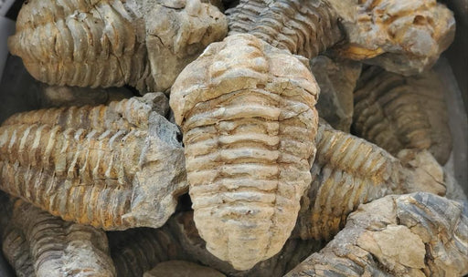 In Stone Fossils
