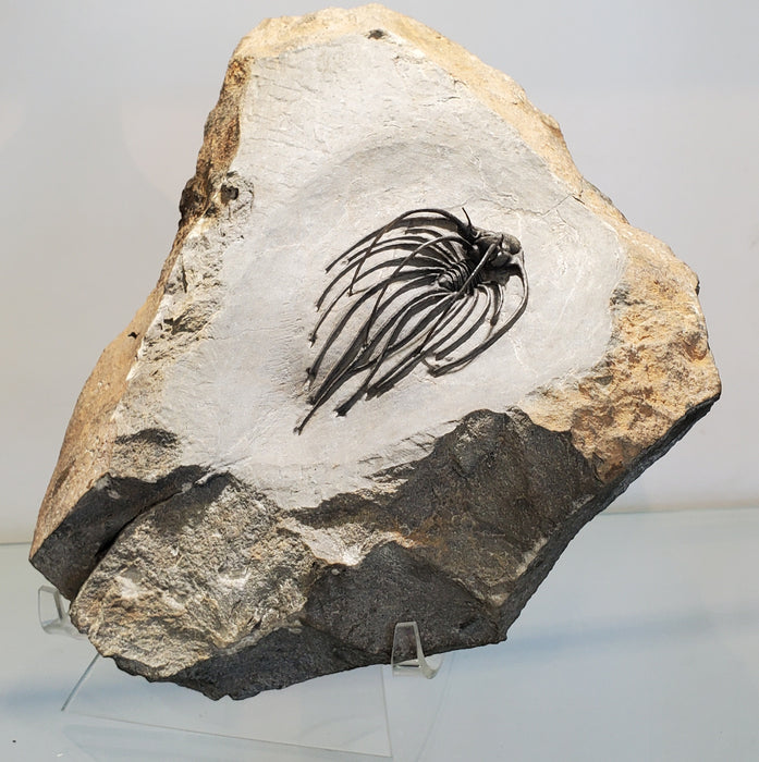 Rare Spiny
Heliopeltis johnsoni
Trilobite | Devonian | Morocco