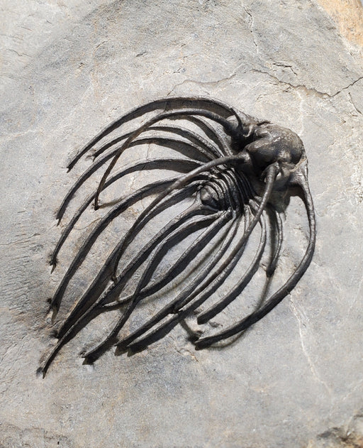 In Stone Fossils