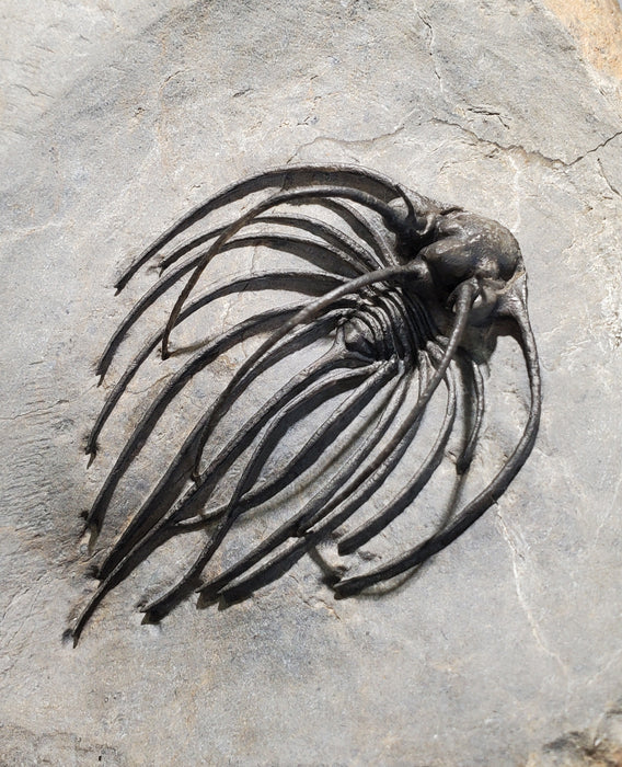Rare Spiny Heliopeltis johnsoni Trilobite | Devonian | Morocco