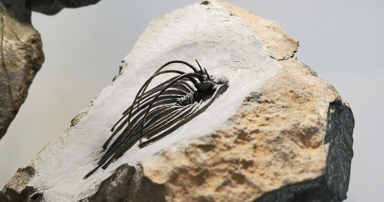 Rare Spiny Heliopeltis johnsoni Trilobite | Devonian | Morocco